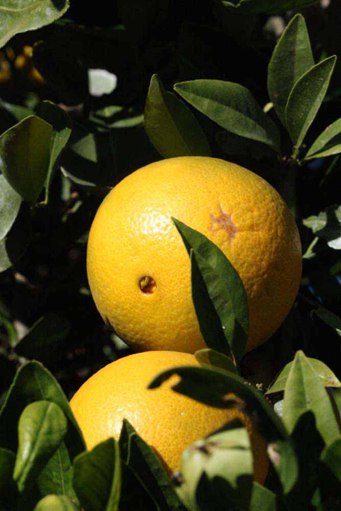              Fruit (Riverside, CA)       